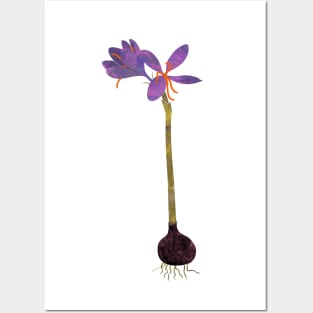 Saffron crocus spring Posters and Art